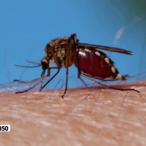 BOMBILLO MATA MOSQUITOS